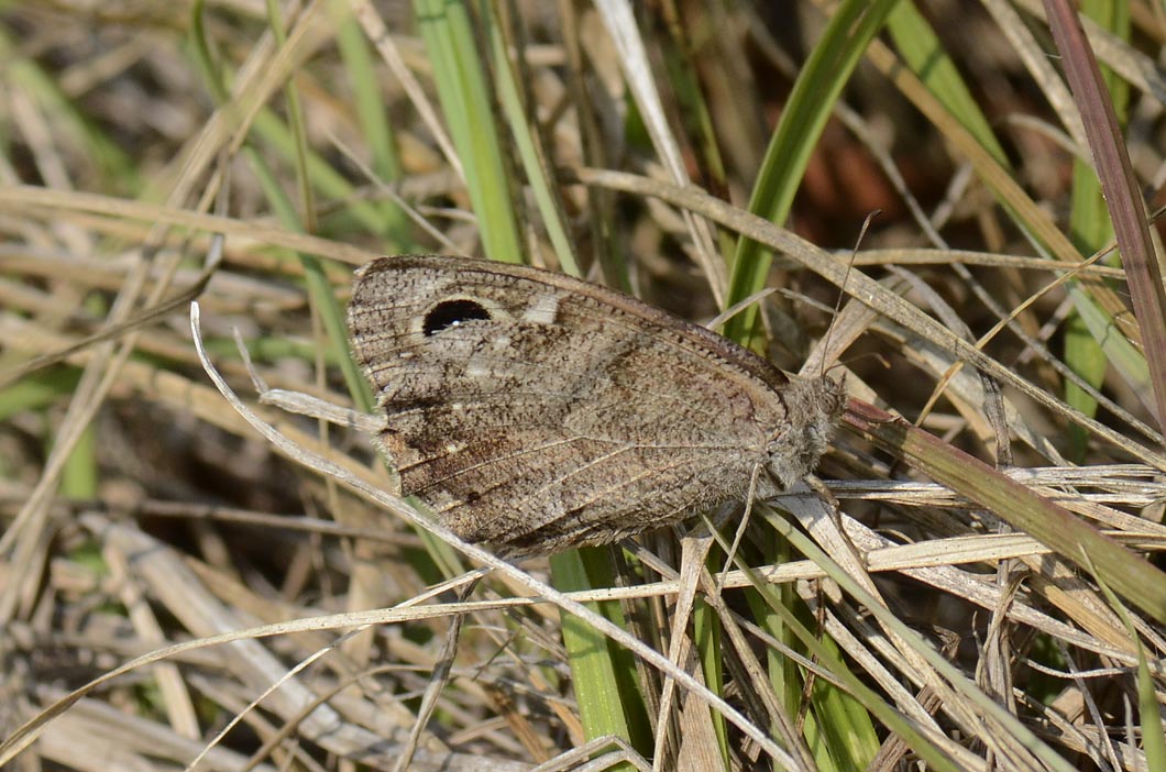 Hipparchia statilinus?